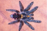 Phát hiện hàng loạt loài nhện khổng lồ mới
