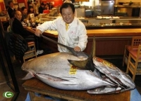 [Hiv]Cận cảnh cá ngừ vây xanh giá gần 38 tỷ đồng