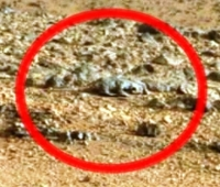 Thằn lằn xuất hiện trên sao Hỏa