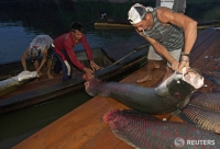 Hành trình đánh bắt cá Pirarucu khổng lồ ở Amazon