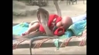 4 con rắn hổ mang bảo vệ em bé đang ngủ