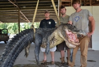 Cá sấu khổng lồ nặng 330 kg