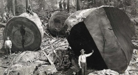 "Khai quật" ảnh chặt phá rừng khổng lồ thời xưa
