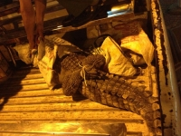 [Takechi] Cá sấu giãy giụa trên đường phố trung tâm Sài Gòn