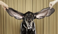 Harbor- con chó có tai dài nhất thế giới