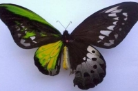 Choáng trước hình ảnh con bướm lưỡng tính nửa đực, nửa cái