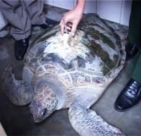 Bắt được rùa biển hơn 50 kg gắn định vị của Trung Quốc