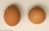 Quả trứng gà cực hiếm có giá hơn chục triệu đồng