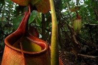 [MacproDS] Sát thủ thực vật nắp ấm ở đảo Borneo