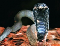 [MacproDS] Bản năng săn mồi của loài rắn