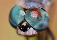 [MacproDS] Loài côn trùng có tầm nhìn tốt nhất trong giới động vật