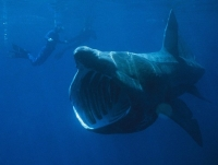[MacproDS] những loài cá mập quái dị tới khó tin