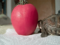 [MacproDS] Chùm ảnh ngộ nghĩnh của những chú rùa con đáng yêu nhất thế giới