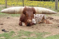 [MacproDS] Những giống bò hiếm vừa quái, vừa lạ