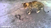 Mèo và rắn đánh nhau ác chiến