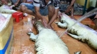 Làm thịt cá sấu lấy da và thịt