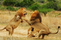 Sư tử đực đánh nhau kinh hồn vì sư tử cái