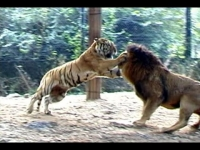 Sư tử đại chiến với hổ - Trận đánh nhau kinh điển