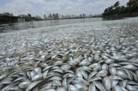 Trung Quốc: 35 tấn cá chết vây kín mặt hồ không rõ nguyên nhân