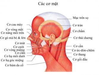 Khuôn mặt con người như thế nào khi không có lớp cơ bao phủ?