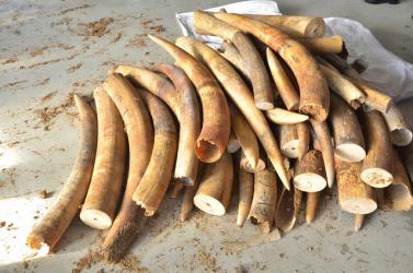 Phát hiện gần 500 kg ngà voi được giấu tinh vi trong các khúc gỗ