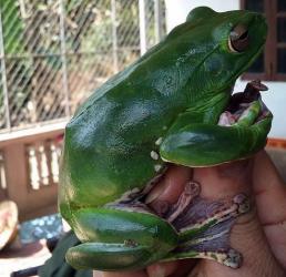 Bắt được ếch xanh quý từ dãy Trường Sơn